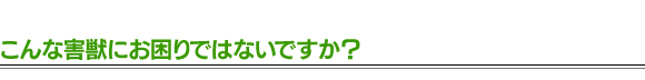 こんな害獣にお困りではないですか？